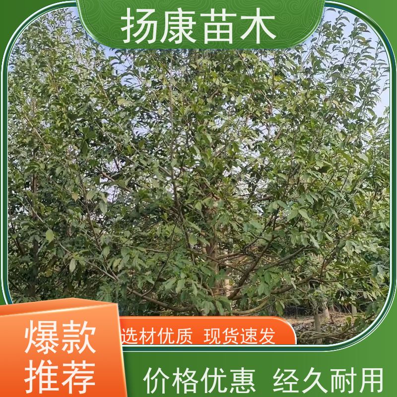25公分乐昌含笑 园林景区栽植 精致美丽 易成活