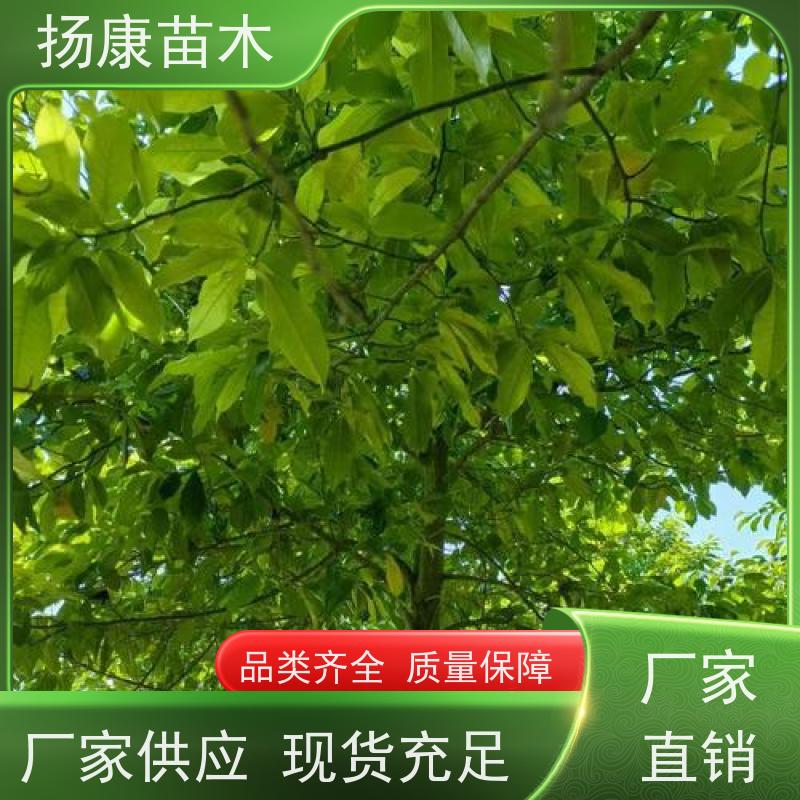 10公分乐昌含笑 树形优美 工厂绿化可用 高成活率