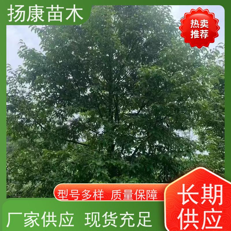 40公分乐昌含笑 行道树系列树种养护 树形优美 种类齐全
