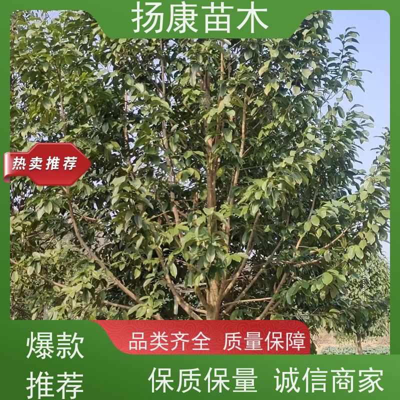 19公分乐昌含笑 行道树系列树种养护 种类齐全