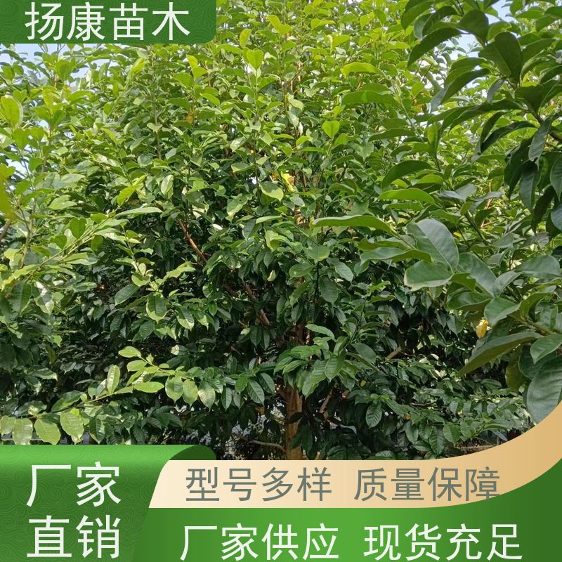 13公分乐昌含笑 公园绿化 露地种植 适应性强 源头厂家