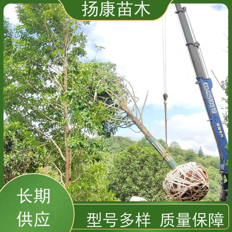 19公分乐昌含笑 枝叶繁茂 四季常青行道树 大量供应
