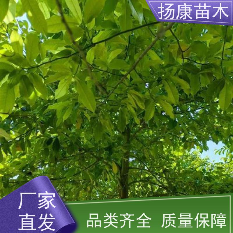 18公分乐昌含笑 竖形常绿灌木绿植适用于园林绿化 苗木批发