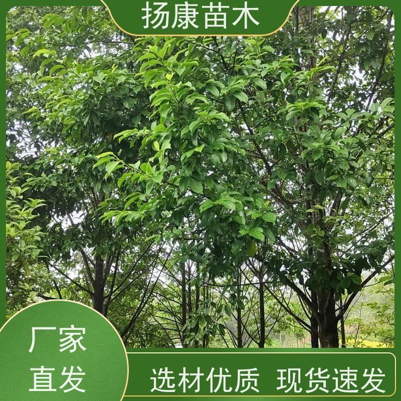 18公分全冠乐昌含笑 行道树系列树种养护 源头厂家