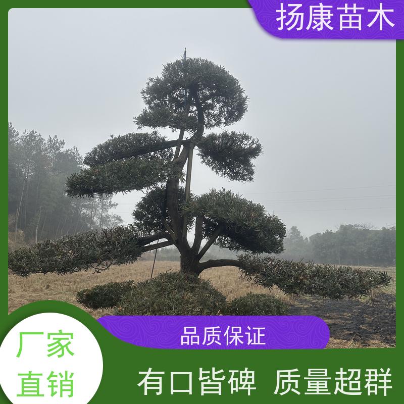 斜飘罗汉松 规格齐全 扬康苗木 园林绿化造型松