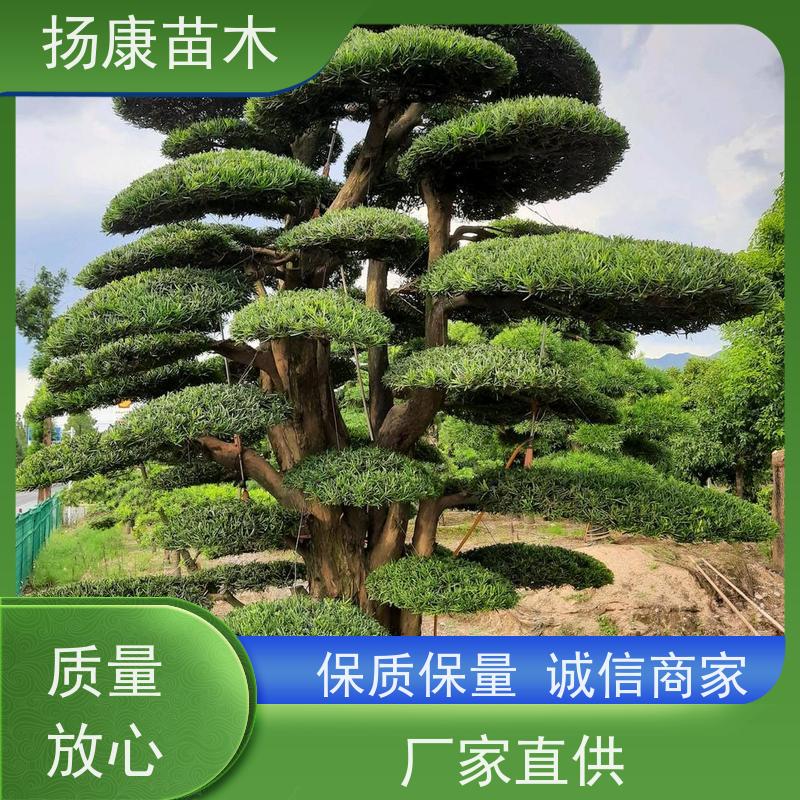 30公分罗汉松 规格齐全 扬康苗木 景区园林公园绿化种植