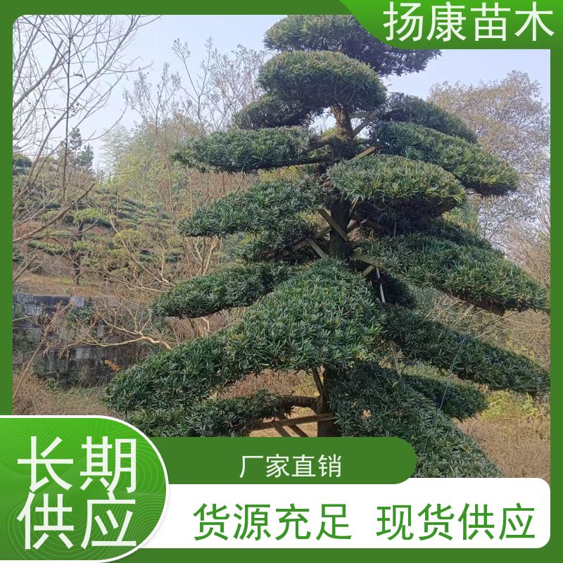 扬康苗木 园林庭院造景植物 成活率高 规格齐全 罗汉松毛坯