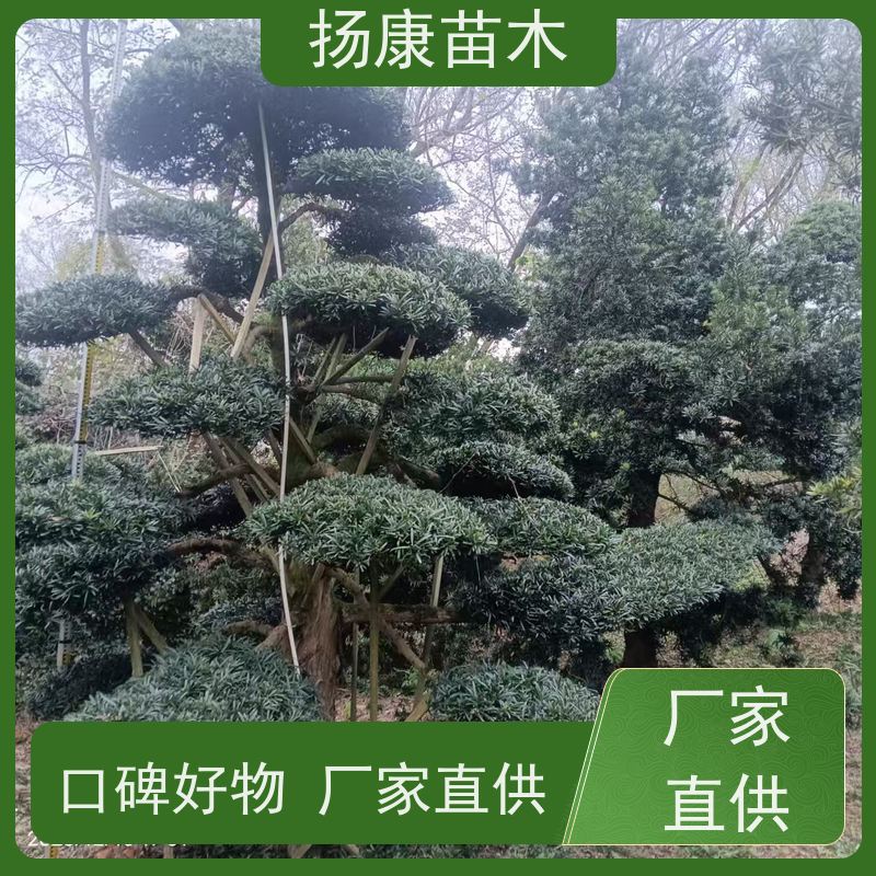 日本罗汉松 基地直供 扬康苗木 景区园林公园绿化种植