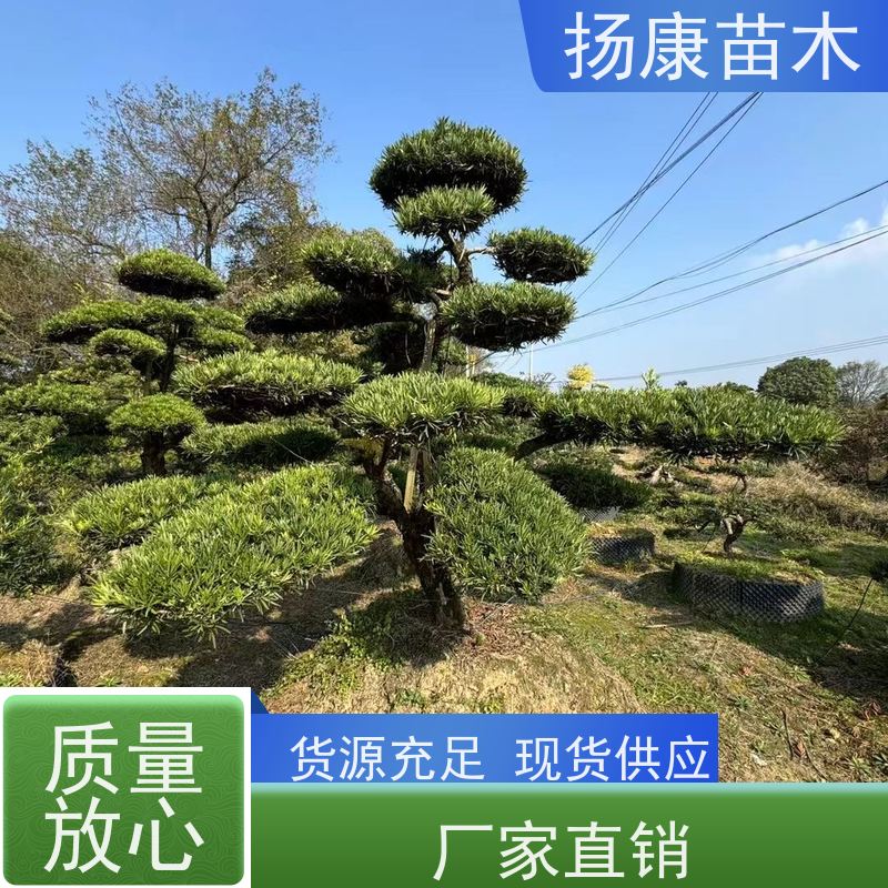 扬康苗木 别墅庭院 工程一站式 带土球发货 米叶罗汉松