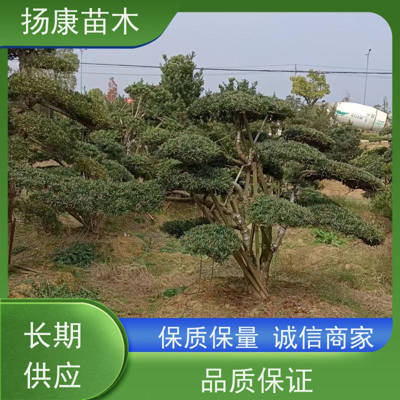 大叶罗汉松 基地直供 扬康苗木 1-20公分造型黑松 庭院小区绿化造景树