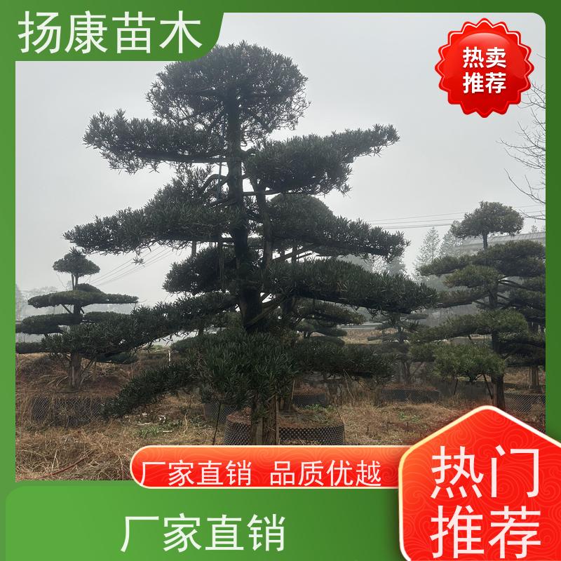 罗汉松毛坯 规格齐全 扬康苗木 别墅区点缀 易养活