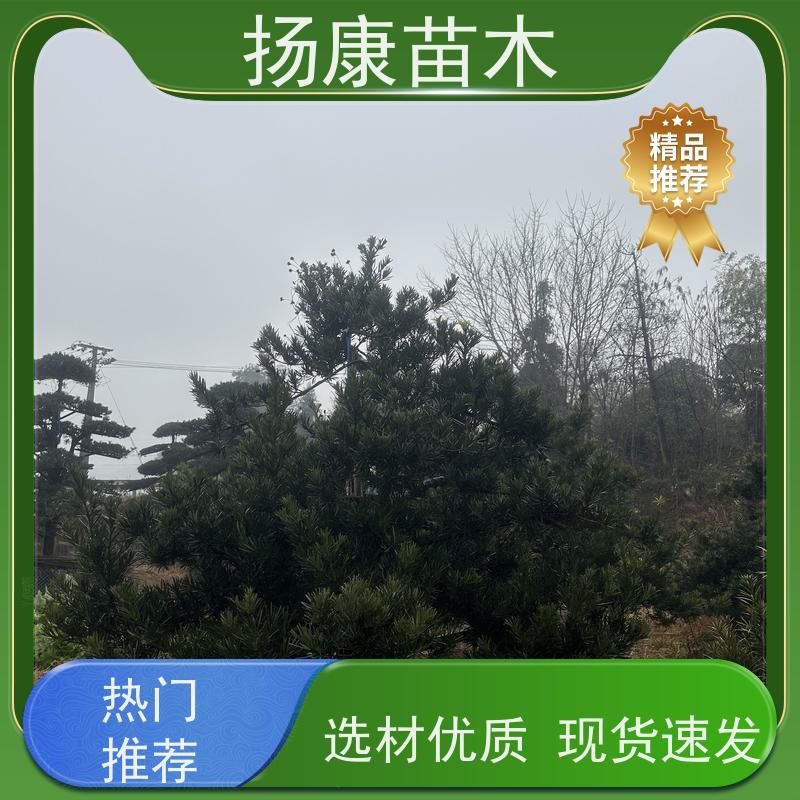 罗汉松毛坯 多种规格可选 扬康苗木 树形优美 景区别墅风景树 四季常绿