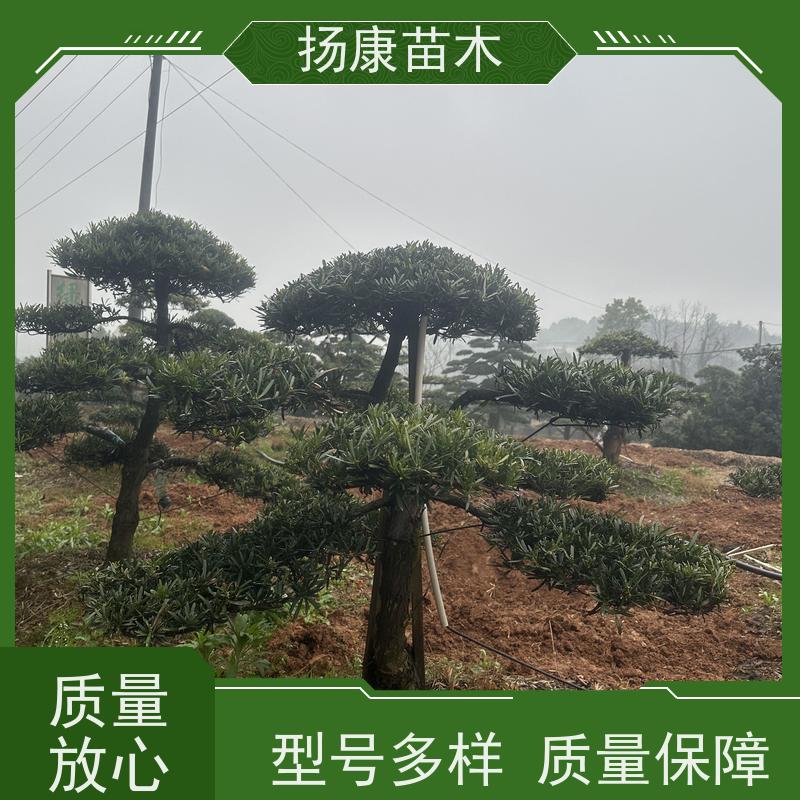 金钻罗汉松 全国供应 扬康苗木 1-20公分造型黑松 庭院小区绿化造景树