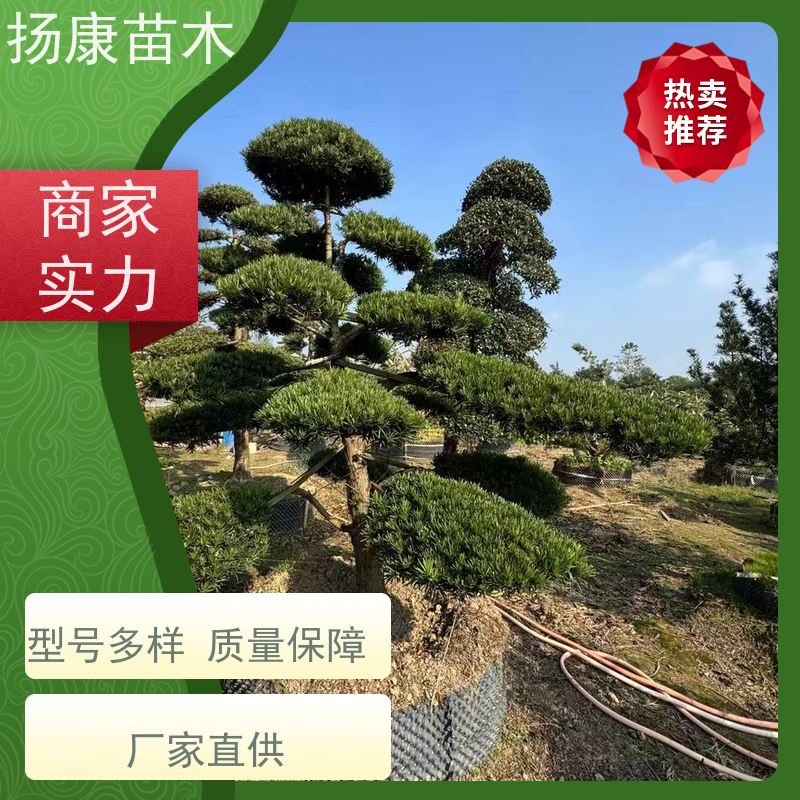 雀舌罗汉松 全国供应 扬康苗木 景区园林公园绿化种植