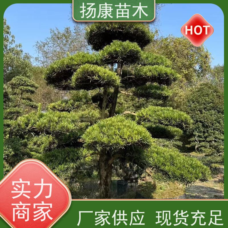 精品造型罗汉松 多种规格可选 扬康苗木 苗圃观赏植物