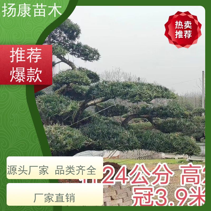 日本罗汉松 全国供应 扬康苗木 1-20公分造型黑松 庭院小区绿化造景树