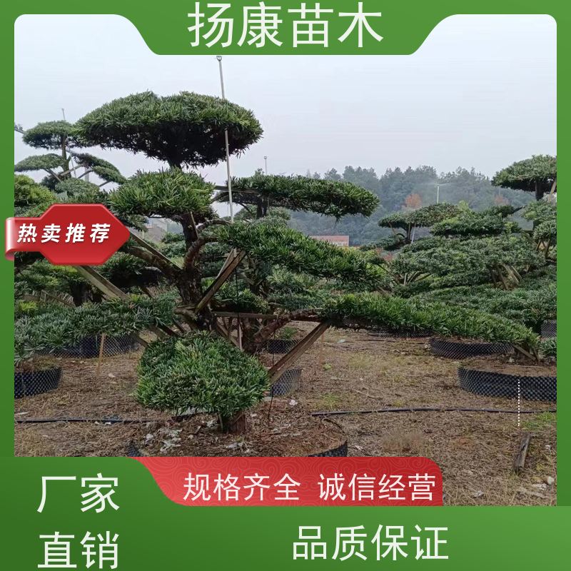 扬康苗木 基地直供 四季常青植物 多种规格可选 小叶罗汉松