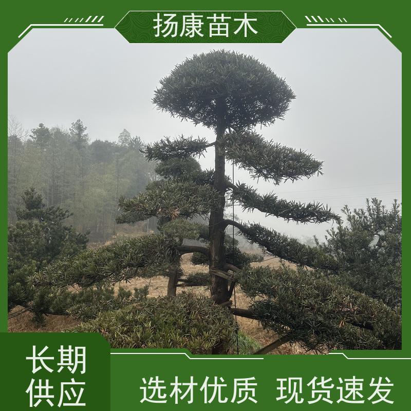 海岛罗汉松 全国供应 扬康苗木 1-20公分造型黑松 庭院小区绿化造景树