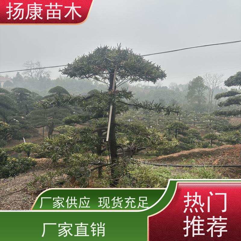宽叶罗汉松 全国供应 扬康苗木 别墅区点缀 易养活