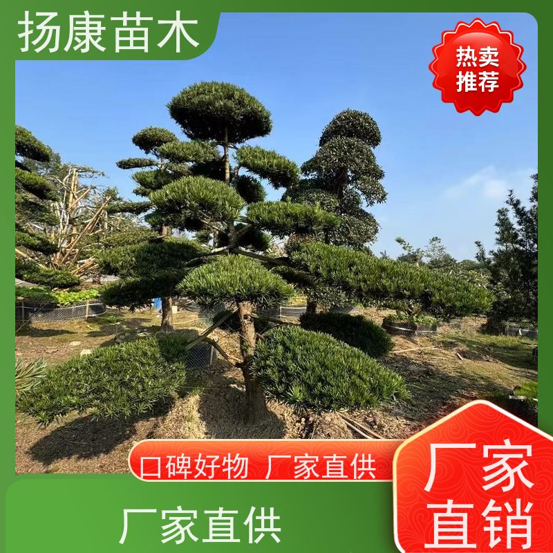 罗汉松 多种规格可选 扬康苗木 别墅庭院风景树 