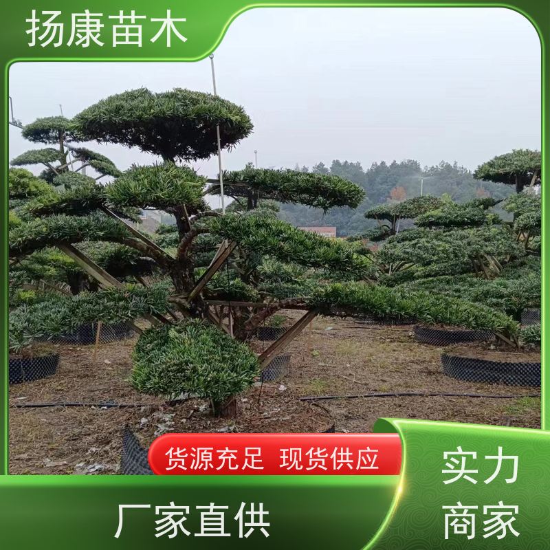 12公分罗汉松 规格齐全 扬康苗木 树形优美 景区别墅风景树 四季常绿