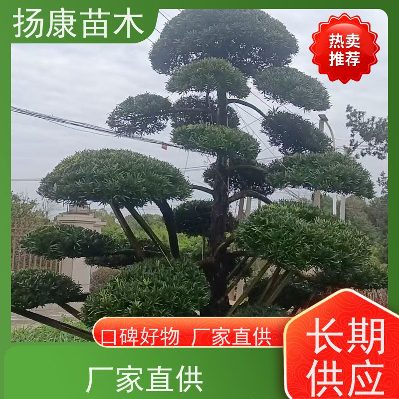 珍珠罗汉松 规格齐全 扬康苗木 庭院园林景观打造绿化道路观赏价值高