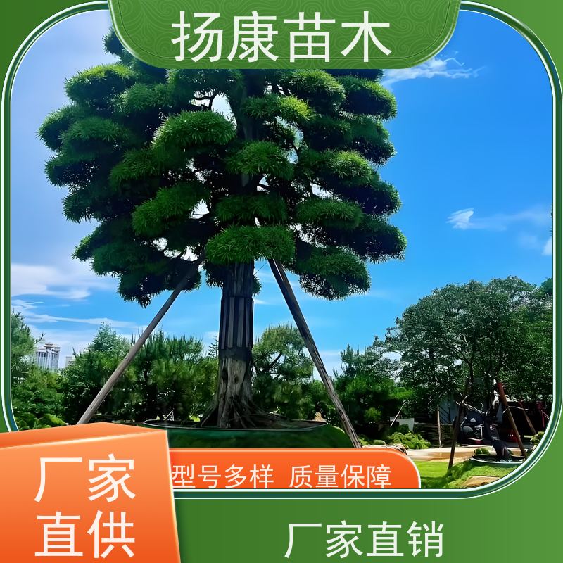 大叶罗汉松 规格齐全 扬康苗木 树形优美 景区别墅风景树 四季常绿