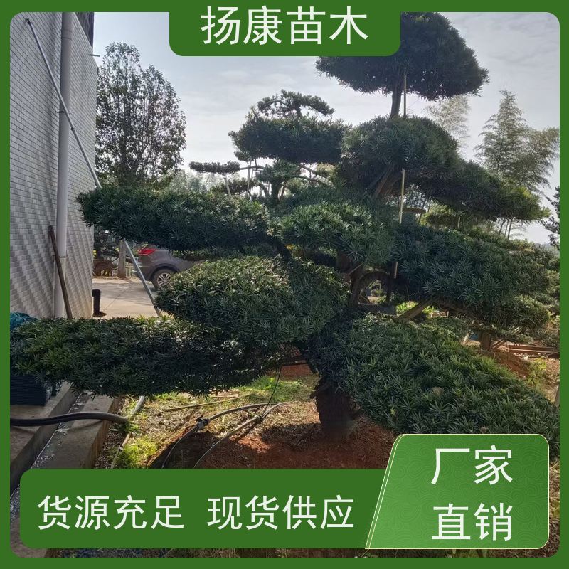扬康苗木 景区园林绿化用 黑松 别墅庭院风景树 罗汉松毛坯