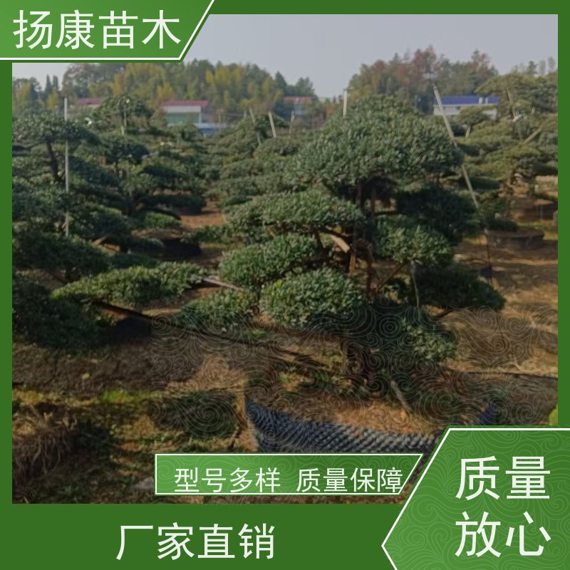 扬康苗木 园林庭院造景植物 成活率高 规格齐全 20公分罗汉松