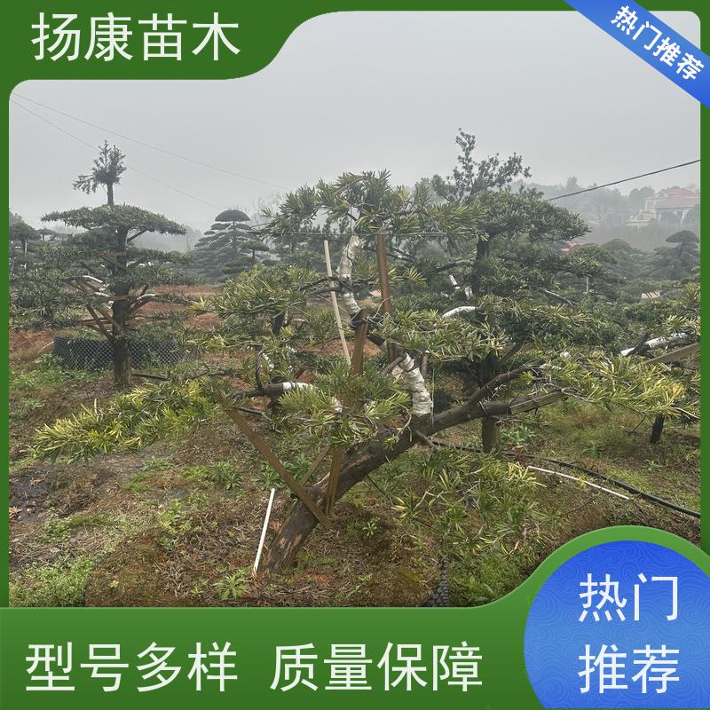 30公分罗汉松 全国供应 扬康苗木 别墅区点缀 易养活