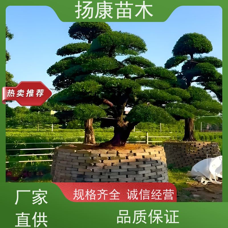 雀舌罗汉松 多种规格可选 扬康苗木 树形优美 景区别墅风景树 四季常绿