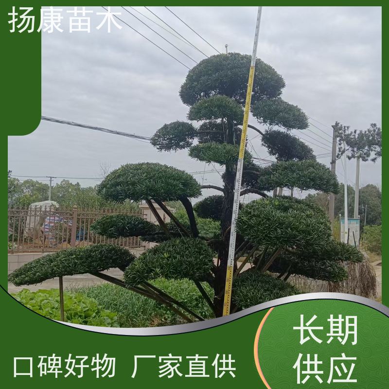 罗汉松毛坯 基地直供 扬康苗木 园林绿化造型松
