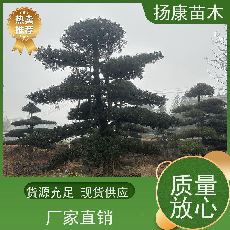 大叶罗汉松 多种规格可选 扬康苗木 四季常青植物