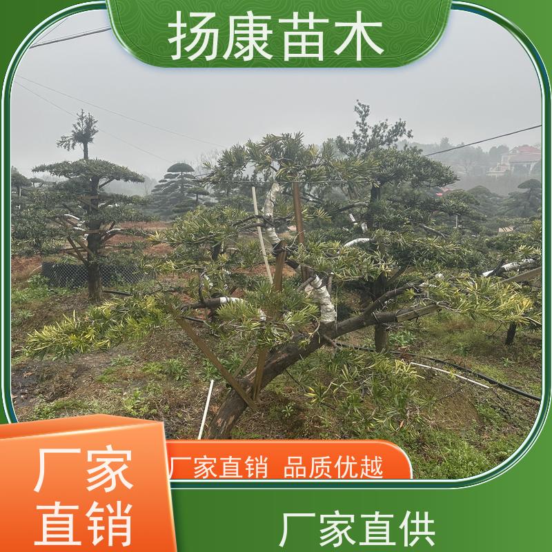 日本罗汉松 规格齐全 扬康苗木 树形优美 景区别墅风景树 四季常绿