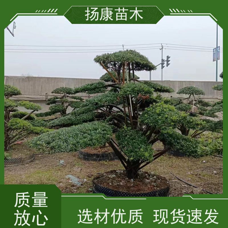 雀舌罗汉松 基地直供 扬康苗木 1-20公分造型黑松 庭院小区绿化造景树
