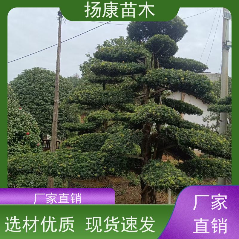 罗汉松毛坯 基地直供 扬康苗木 别墅区点缀 易养活