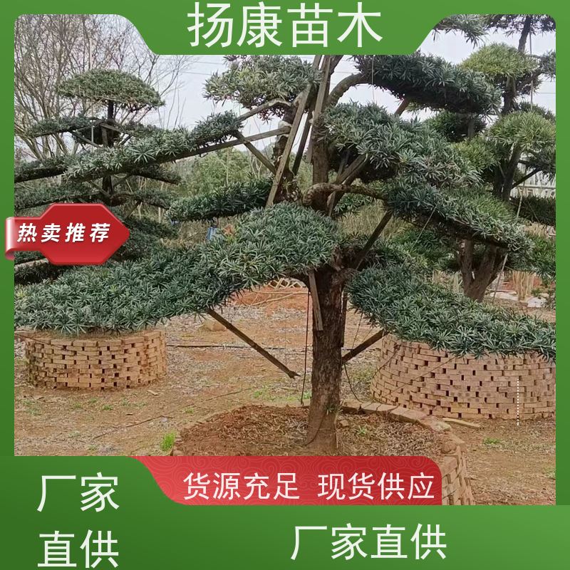 扬康苗木 别墅庭院 工程一站式 带土球发货 宽叶罗汉松