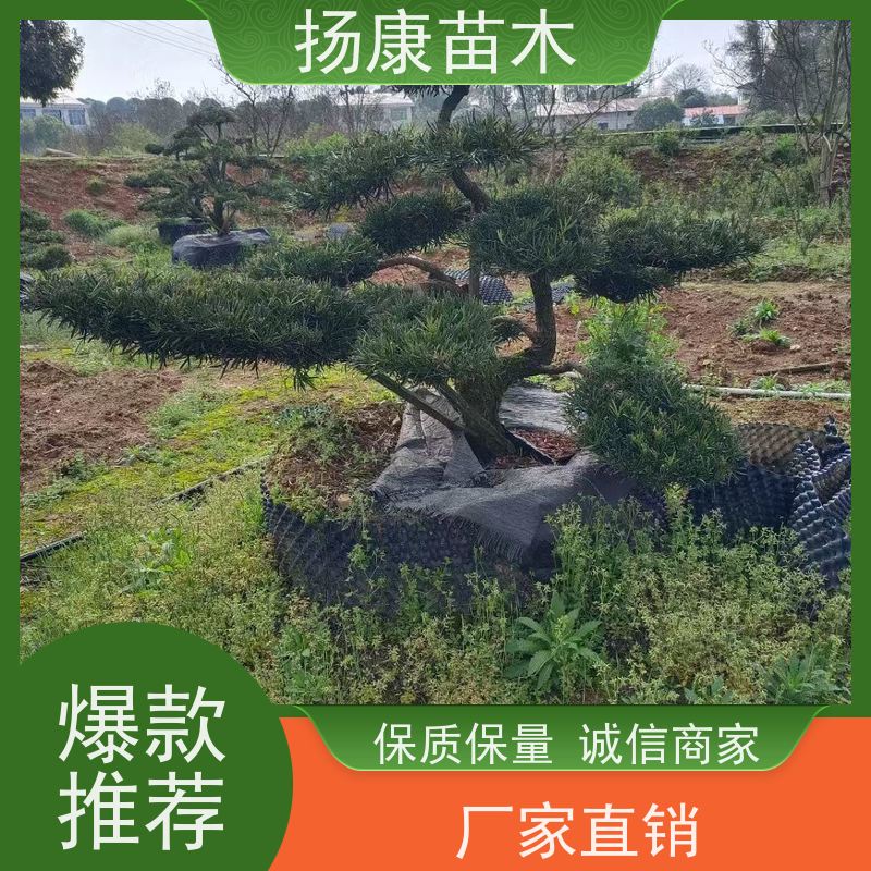 15公分罗汉松 规格齐全 扬康苗木 四季常青植物
