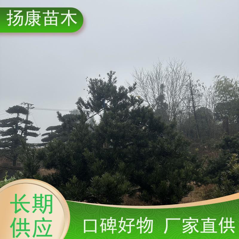 扬康苗木 别墅庭院 工程一站式 带土球发货 造型罗汉松