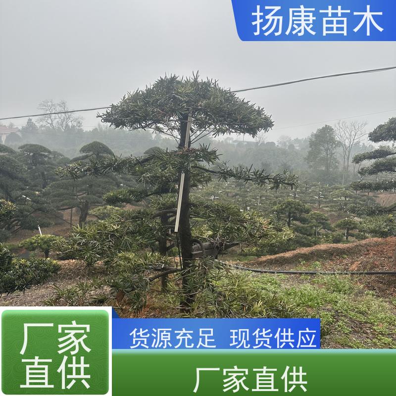 扬康苗木 别墅庭院 工程一站式 带土球发货 20公分罗汉松