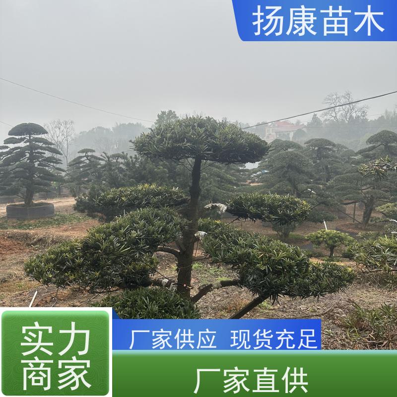 扬康苗木 基地直供 四季常青植物 多种规格可选 造型罗汉松