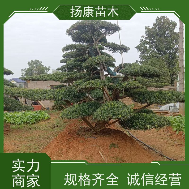 米叶罗汉松 规格齐全 扬康苗木 景区园林公园绿化种植