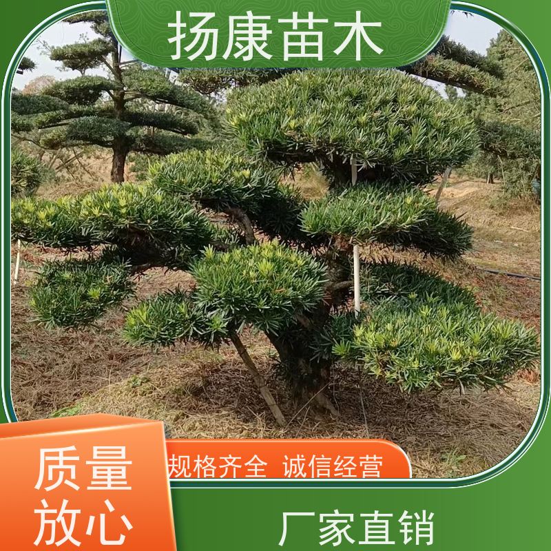 12公分罗汉松 多种规格可选 扬康苗木 园林绿化造型松