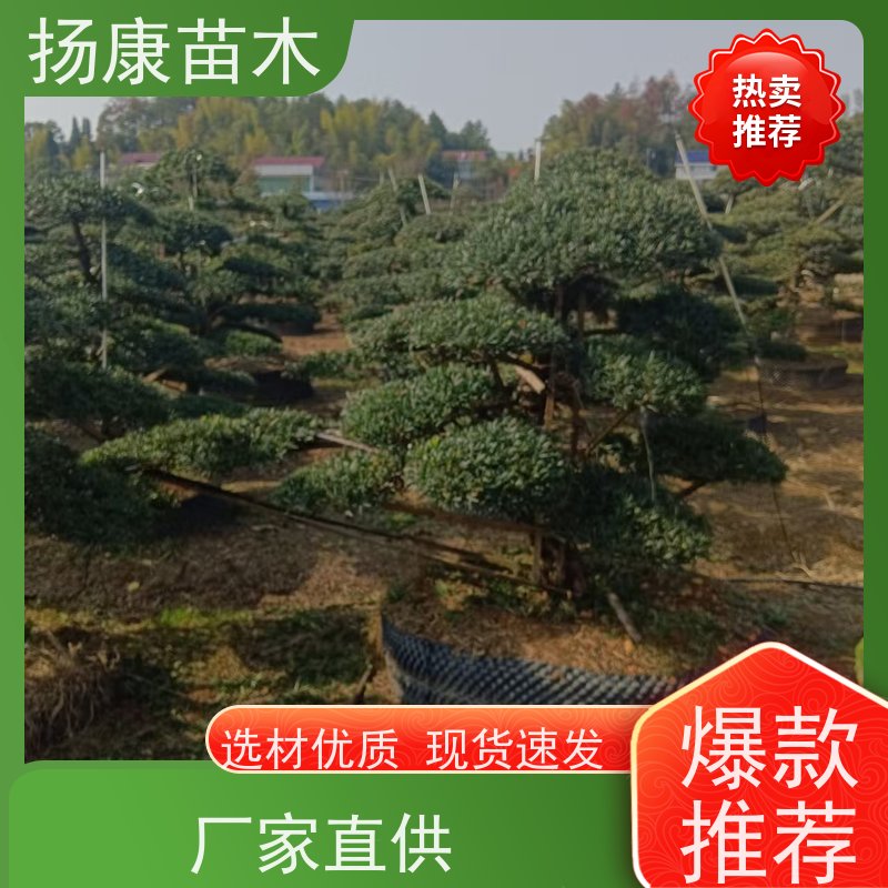 宽叶罗汉松 多种规格可选 扬康苗木 别墅庭院风景树 