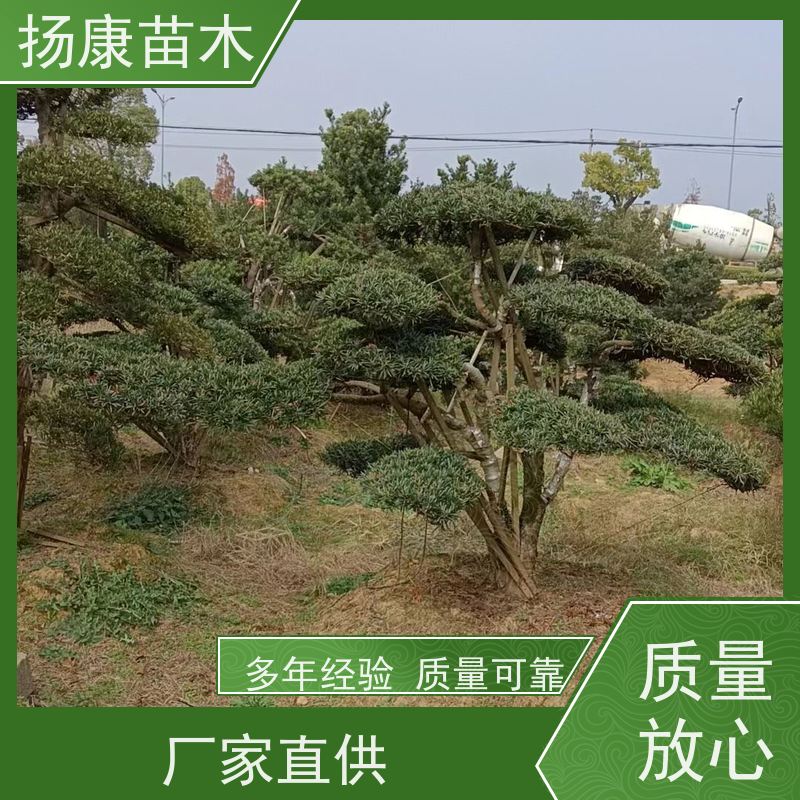雀舌罗汉松 规格齐全 扬康苗木 园林绿化造型松