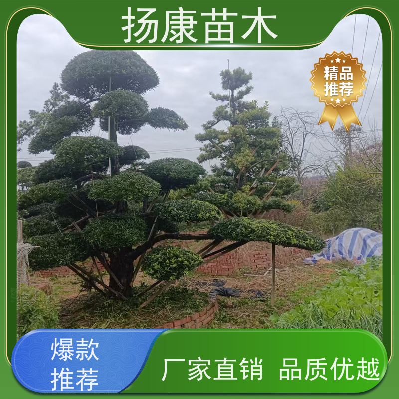 扬康苗木 景区园林绿化用 黑松 别墅庭院风景树 珍珠罗汉松