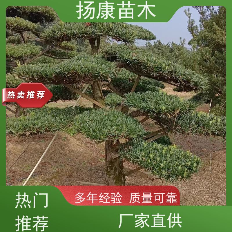 贵妃罗汉松 规格齐全 扬康苗木 园林绿化造型松
