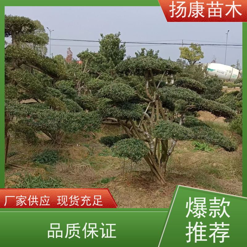贵妃罗汉松 基地直供 扬康苗木 别墅区点缀 易养活