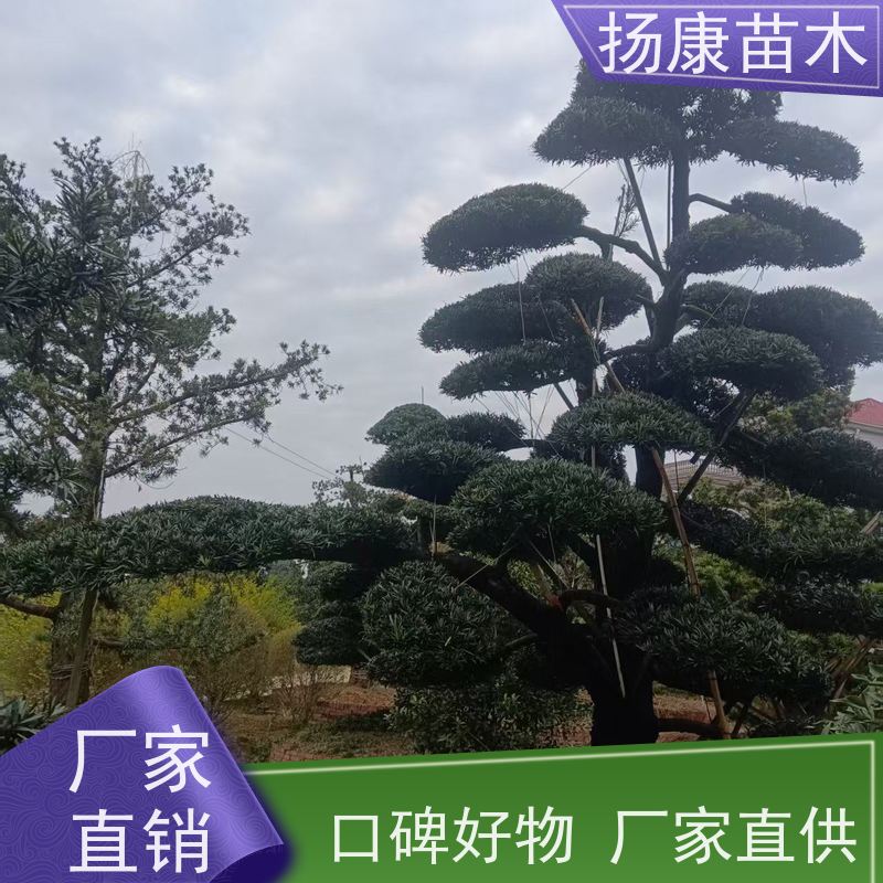 扬康苗木 规格齐全 形状优美 风景绿化树 基地供应 罗汉松毛坯