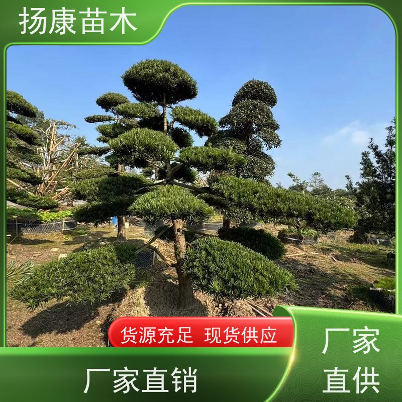 精品造型罗汉松 规格齐全 扬康苗木 景区园林公园绿化种植
